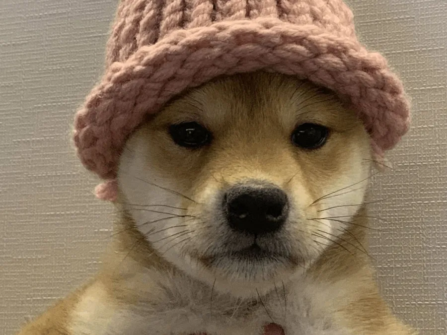 The original photo of a Shiba Inu in a pink knitted beanie that became the dogwifhat meme